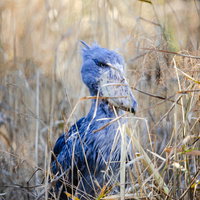 動物園の草むらに佇むハシビロコウとの遭遇の写真