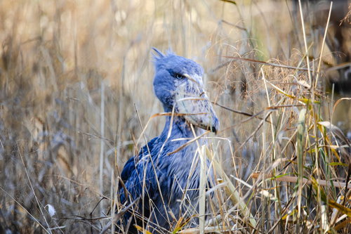 動物園の草むらに佇むハシビロコウとの遭遇