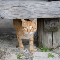 木製ベンチの下から様子をうかがう茶トラの子猫の写真