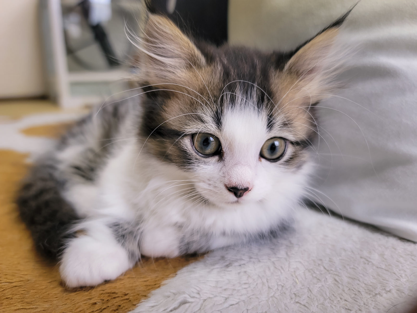 グレーと白の毛色をした子猫が大きな瞳でこちらを見つめている