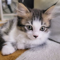 グレーと白の毛色をした子猫のつぶらな瞳を見つめる表情の写真