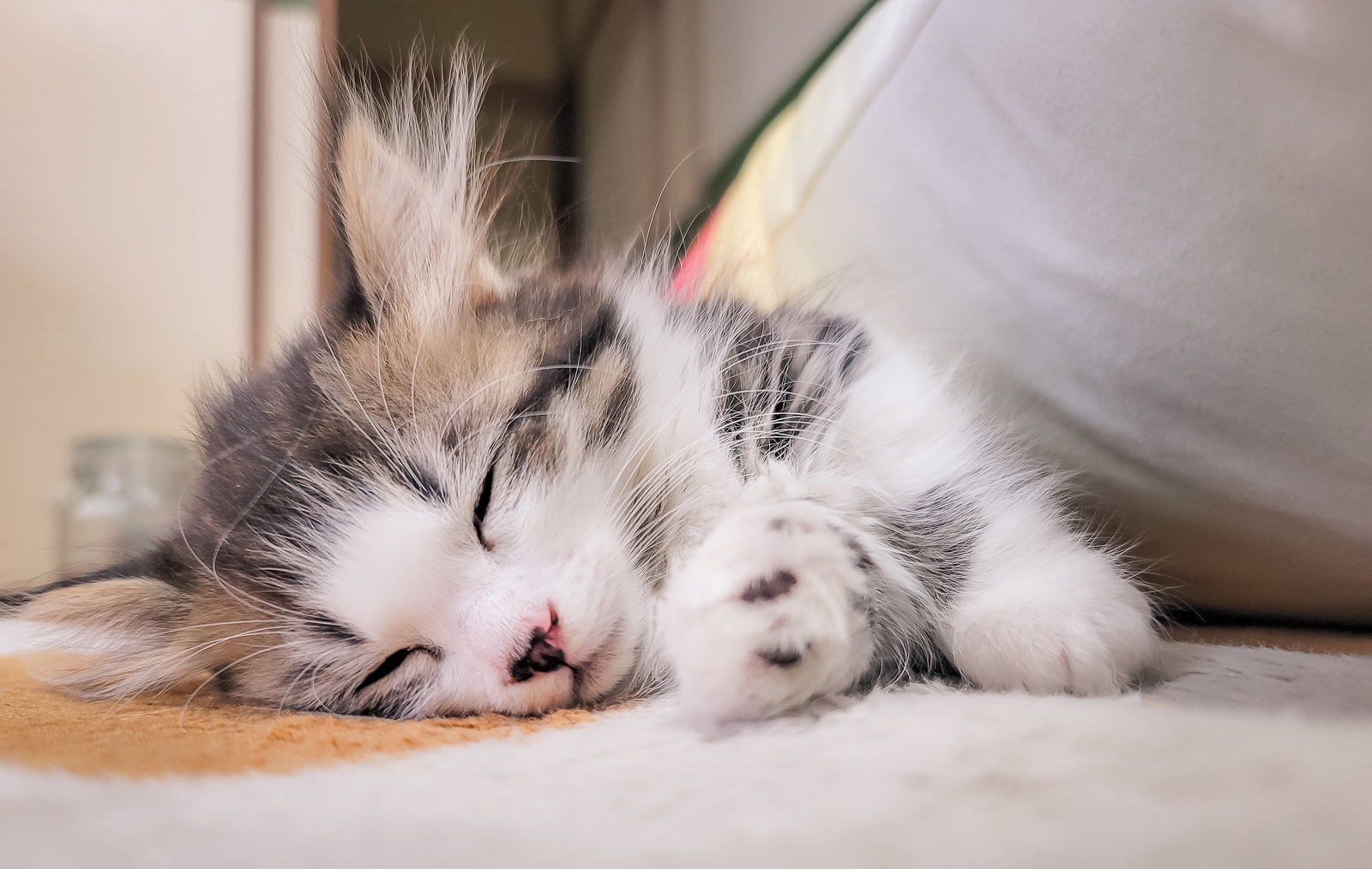 クッションの上で気持ちよさそうに眠る白とグレーの子猫