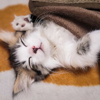 ブラウンのひざ掛けの上で気持ちよさそうに眠る白い子猫の写真