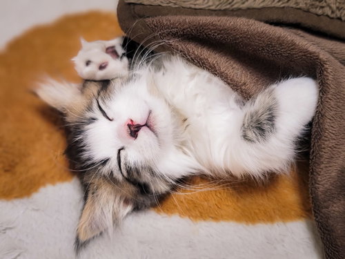 ブラウンのひざ掛けの上で気持ちよさそうに眠る白い子猫