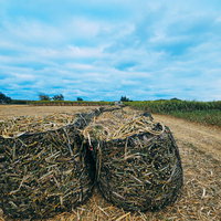 収穫後のサトウキビを網袋に詰めた宮古島の畑の写真