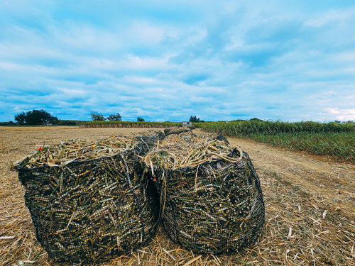 収穫後のサトウキビを網袋に詰めた宮古島の畑