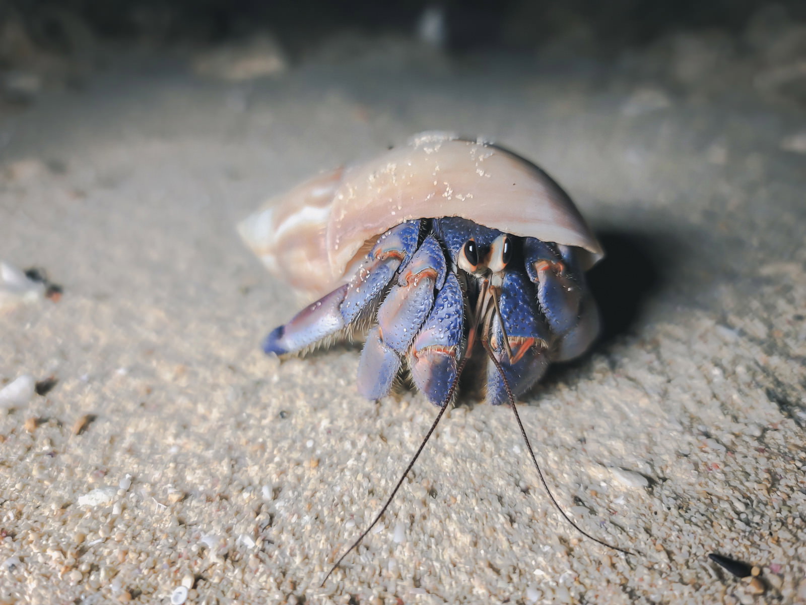 宮古島の砂浜に立つヤドカリの接写