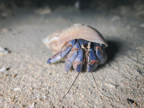 宮古島に生息するヤドカリ