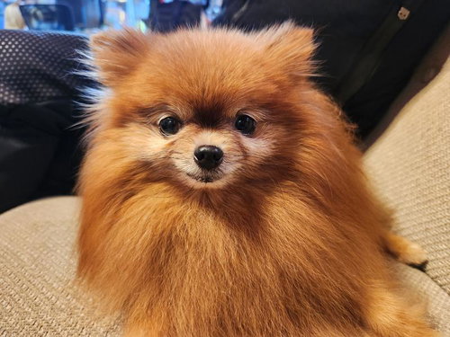 でたがりポメラニアン、クッションの上でドヤ顔