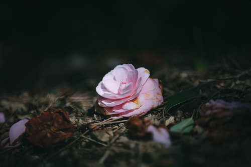 落下した椿の花（ピンク）