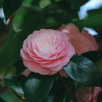 緑の葉に囲まれて咲くピンク色の椿の花、春の庭木の写真