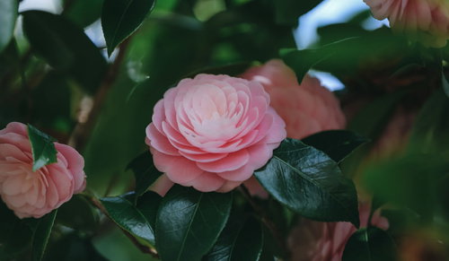緑の葉に囲まれて咲くピンク色の椿の花、春の庭木