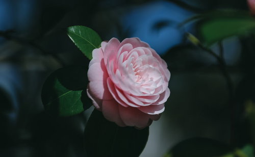 朝日を浴びるピンクの椿の花が咲く春の庭園風景