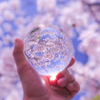 手に持った水晶玉に映る満開の桜と桜並木の風景の写真