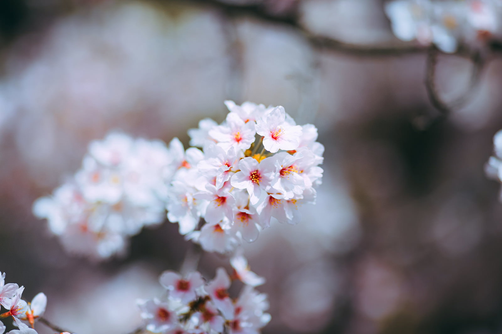 淡いピンクと白の桜の花が枝に咲いている春の風景