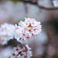 ふんわり咲く淡いピンクと白の桜の花、つぼみから開花まで春の季節感の写真