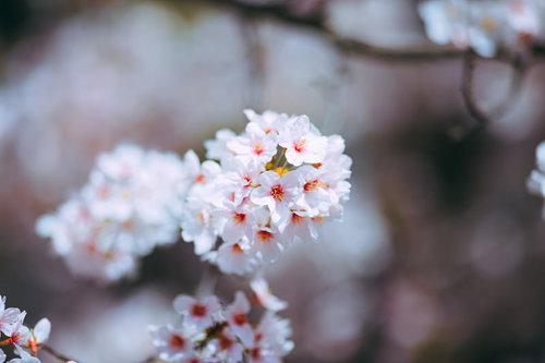 ふんわり咲く淡いピンクと白の桜の花、つぼみから開花まで春の季節感