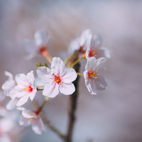 春の訪れを告げる淡いピンク色の桜の花と開花した枝の写真