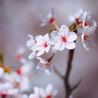 白い花びらが咲く桜の枝、春の季節を彩る自然の花の写真