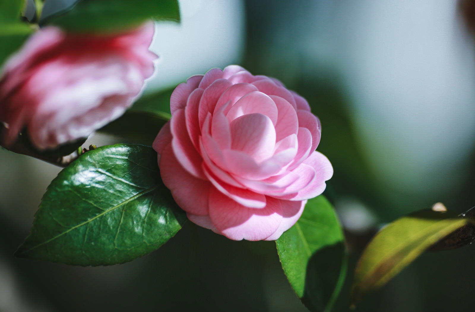 淡いピンク色の椿の花が緑の葉とともに咲いている様子