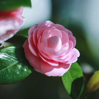 淡いピンク色に咲く小振りの椿の花の写真