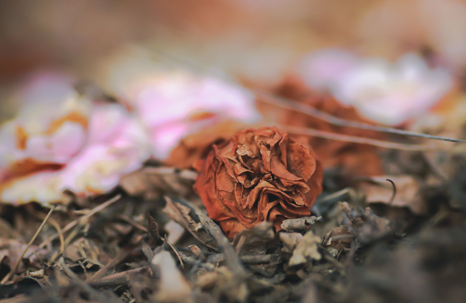 茶色く枯れた花びらが地面に落ちている様子