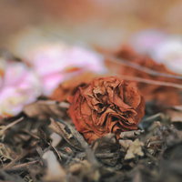 落花して枯れ行く花びら - 季節の移ろいを表現したドライフラワーの写真