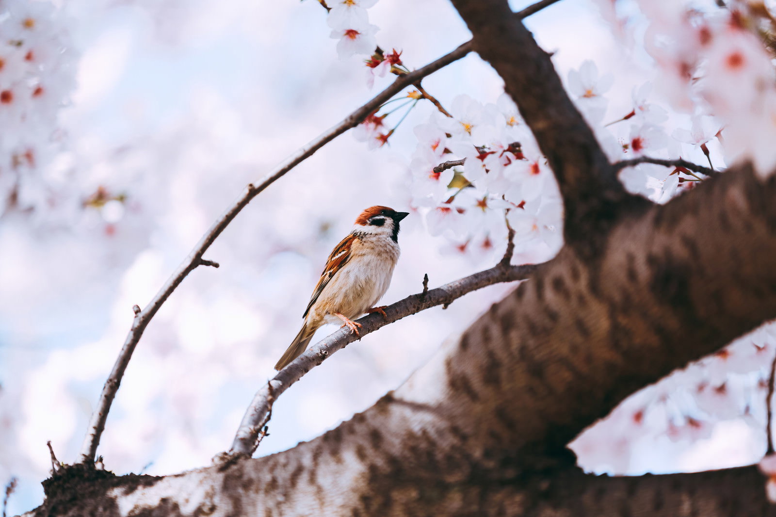 春の桜の枝に止まるスズメ
