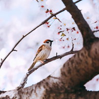 花見の桜枝に止まる雀（すずめ）の写真