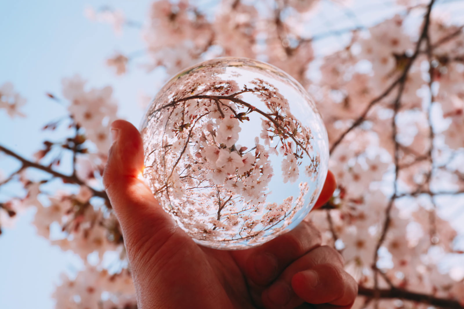 手に持った水晶玉に満開の桜が逆さまに映り込んでいる春の風景