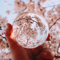 水晶玉越しに見上げた満開の桜と青空の写真