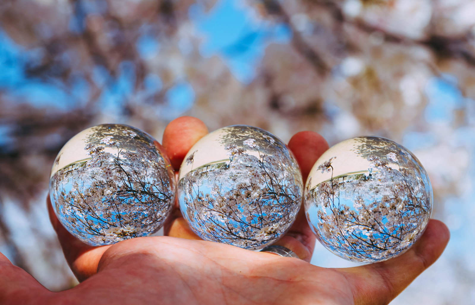 手のひらに3つの透明な水晶玉を持ち、球体に満開の桜が映り込んでいる