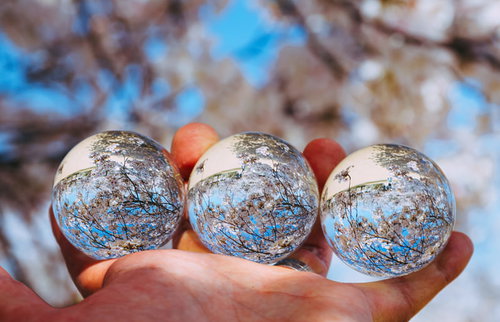 手のひらに3つの水晶玉に映し込んだ満開の桜