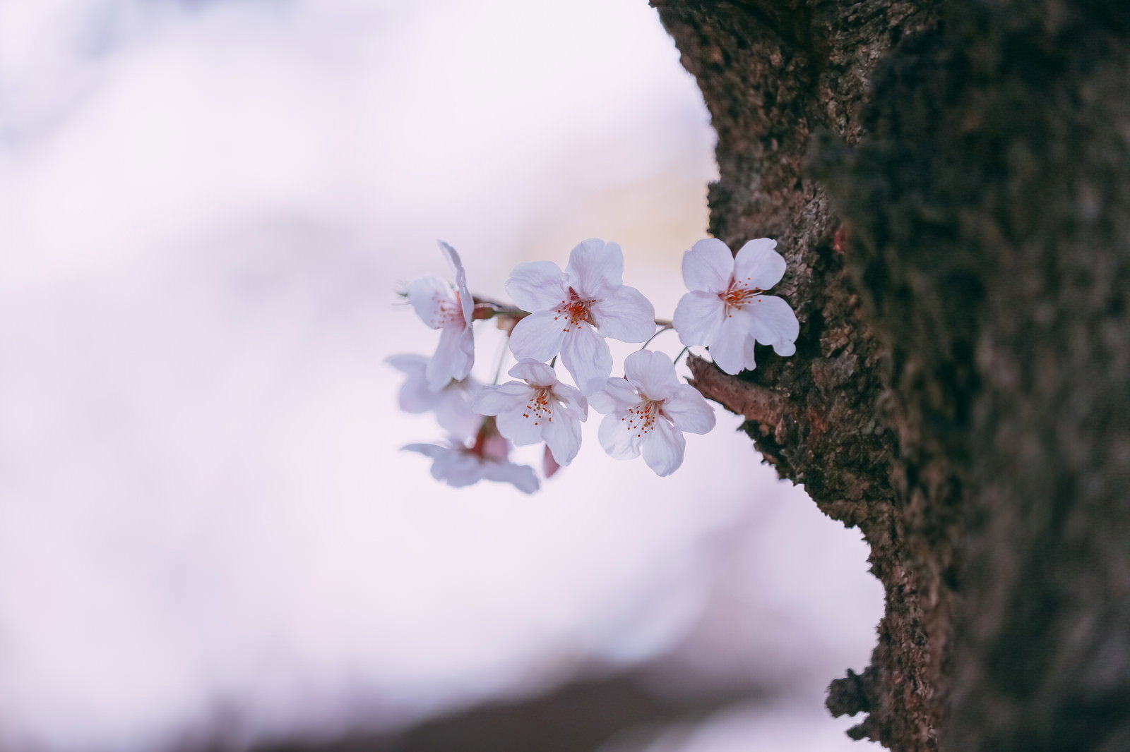 薄いピンク色の桜の花が咲いている様子