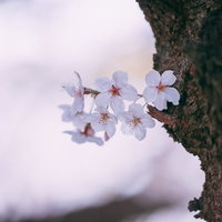 ちょっぴり咲く薄いピンクの桜の花びらがそよ風に揺れる春の季節の写真