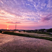 棚田の水田に染まる夕焼け空と稲穂のシルエットの写真