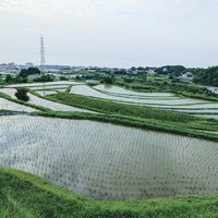 棚田の水田に映る青い空と稲の農村風景の写真