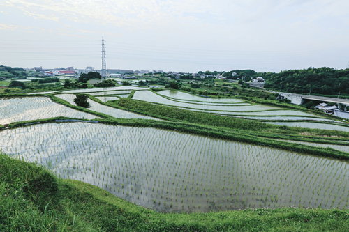 棚田の水田に映る青い空と稲の農村風景