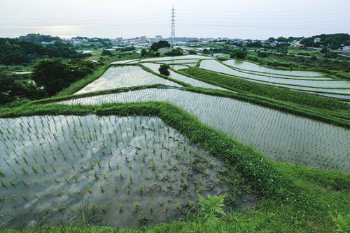 田植え後の棚田の先に見える街並み