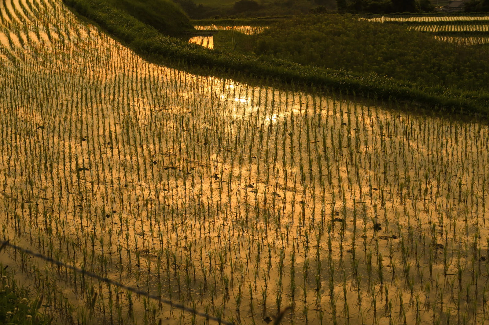 夕日に照らされて黄金色に輝く田植え後の水田の風景
