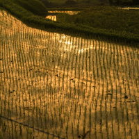夕日に照らされた田植え後の水田と黄金色に染まる稲苗の写真