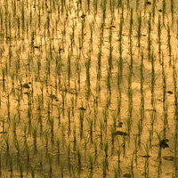 黄昏時に黄金色に輝く水田の風景の写真