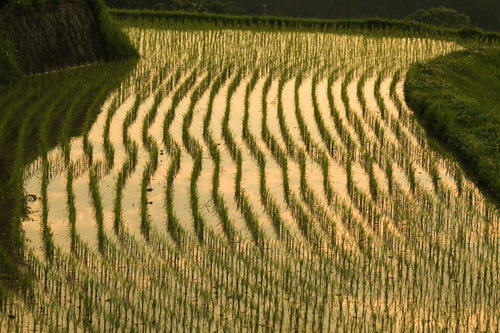 夕焼けに染まる水田の稲列が描く黄金色の縞模様