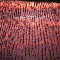夕焼けに染まる田植え直後の水田風景の写真