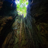 地上から洞窟へ差し込む光と岩壁に這う木の根の写真