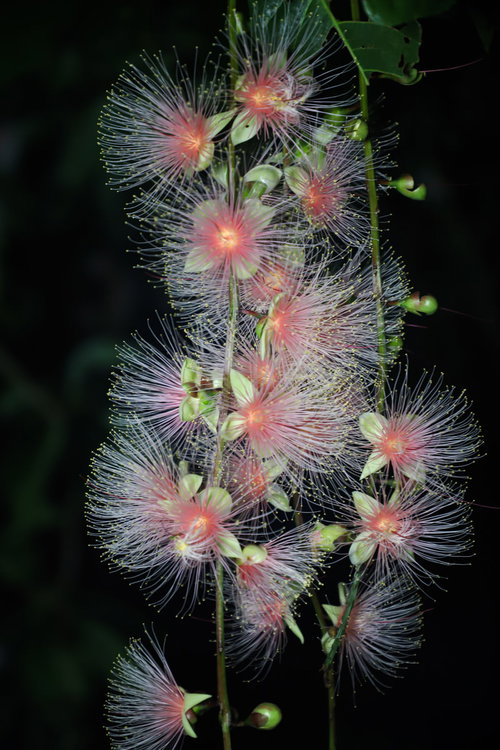 ピンクと白のブラシ状に広がるイソギンチャクのような花