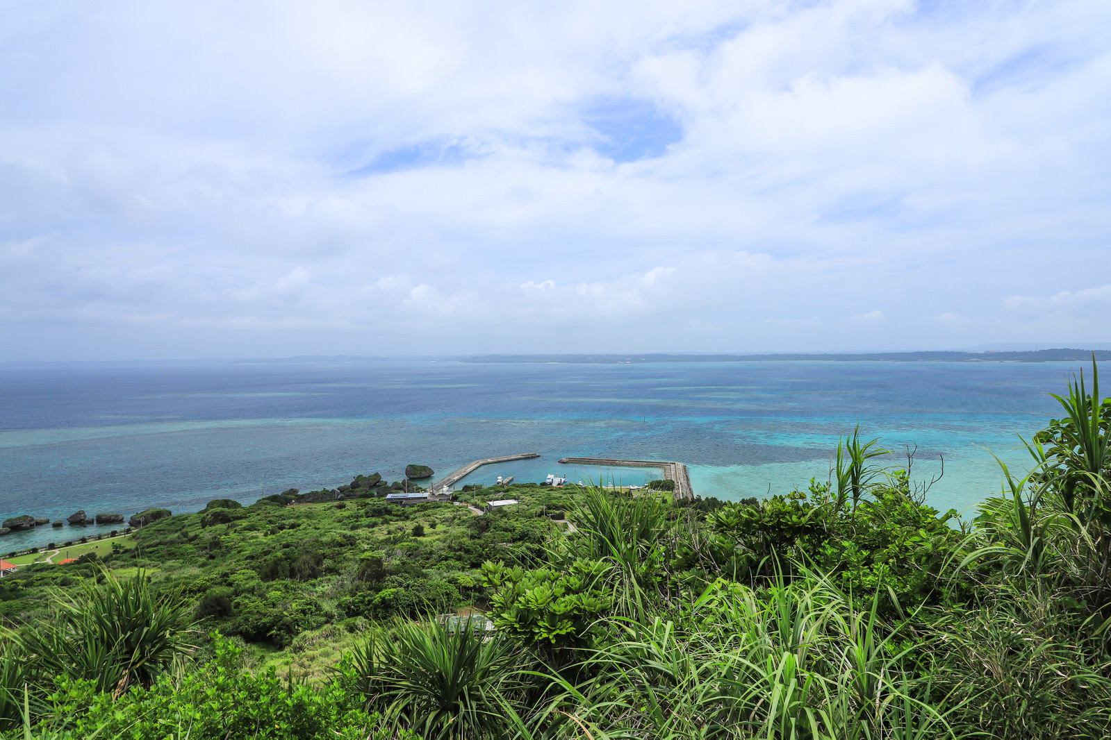 高台から眺める青い海と漁港の施設。手前には亜熱帯植物が茂っている
