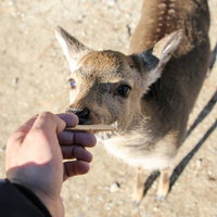 人の手から鹿せんべいを食う鹿の写真
