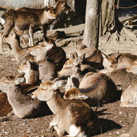 暖かい日差しの中でくつろぐ日向ぼっこする鹿の群れの写真