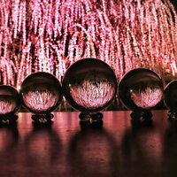 ライトアップされたしだれ梅と水晶玉に映る春の花の写真